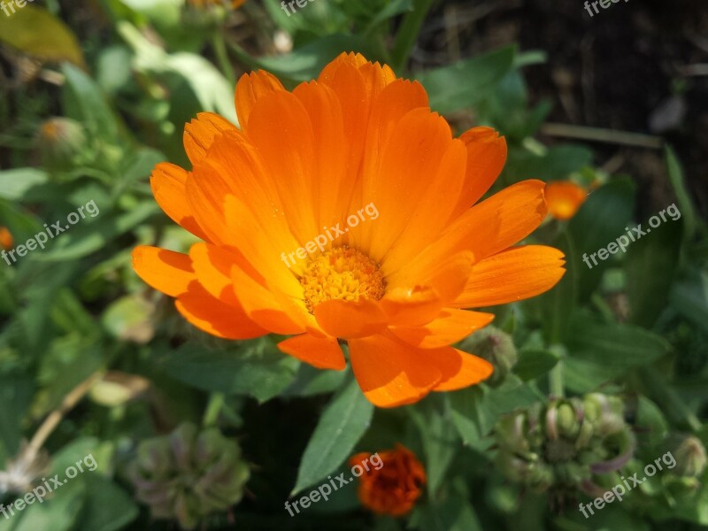 Orange Flower Petals Orange Yellow Flower Daisy Flower