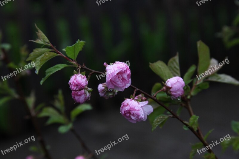 Almond Blossoming Almond Pink Flower Rain Drops Of Water