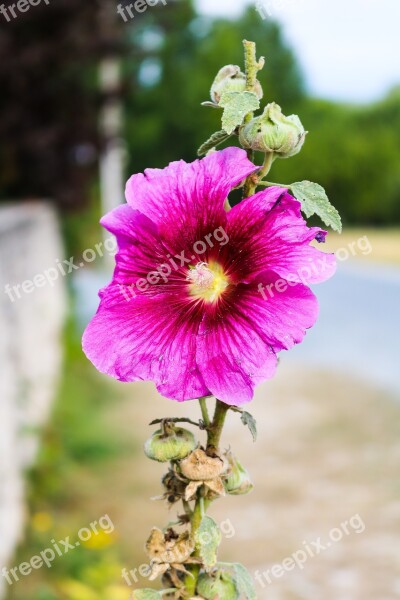 Flower Pink Summer Flowers Nature Wild Flowers