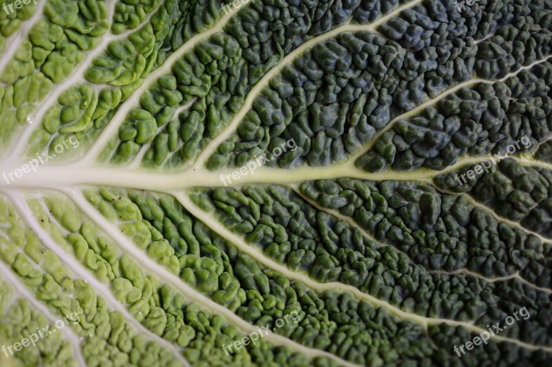 Cabbage Leaf Savoy Savoy Cabbage Leaf Structure Brassica Vegetables