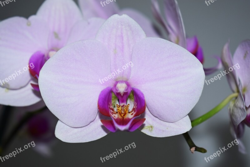 Flower Orchid Flowers Purple Orchid Nature