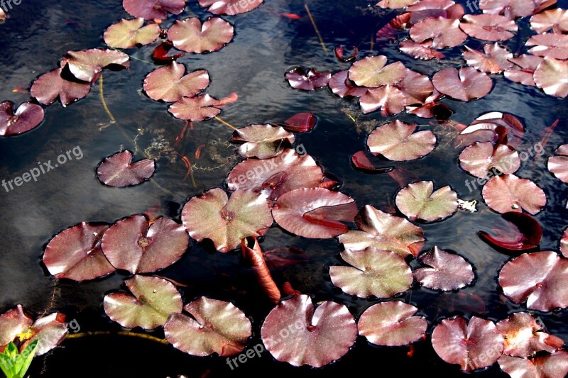 Water Lilies Pond Aquatic Plant Nature Water