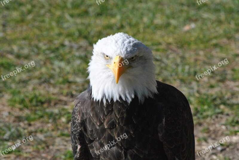 Aguila Nature Ave Eagle Animal