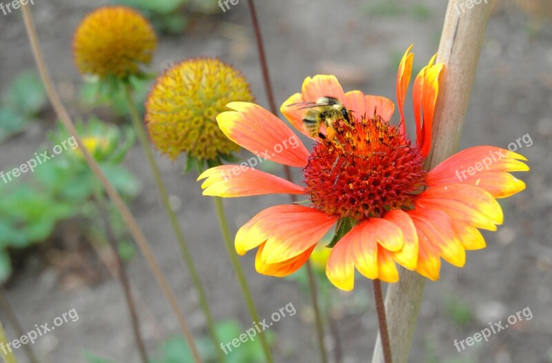 Flower Bee Polinizacion Flowers Nature