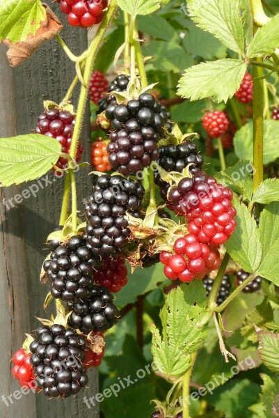 Burr Blackberries Kitchen Garden Free Photos