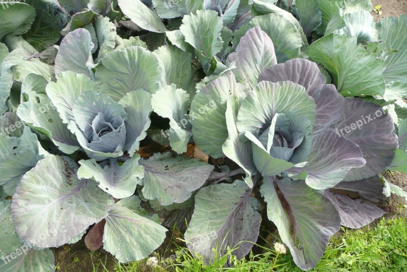 Cabbage Fresh Coal Free Photos