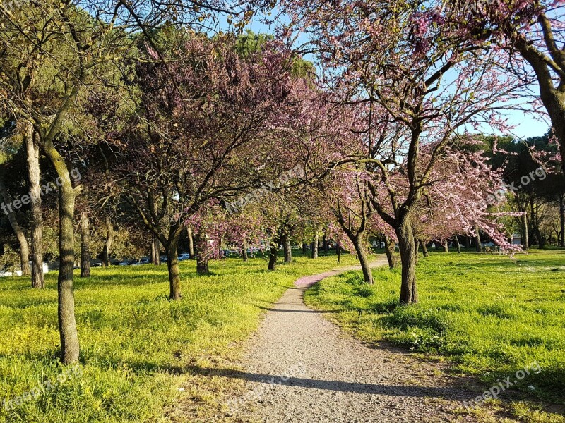 Spring Bloom Tree Nature Walk