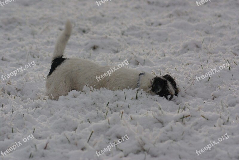 Parson Russell Terrier Jack Russell Terrier Snow Snow Plough Winter