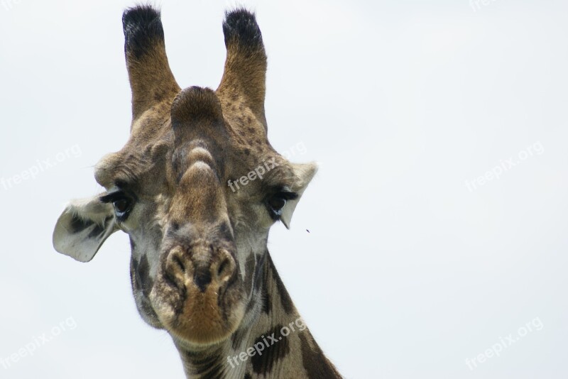 Giraffe Close Up Africa Giraffe Head Animal Portrait