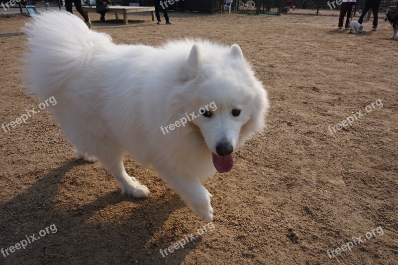 Samoyed Walk With White Puppy Free Photos