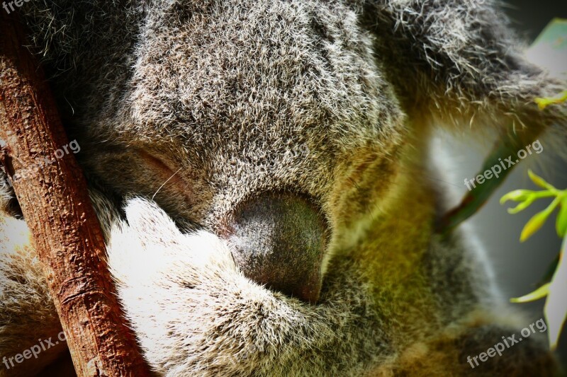 Koala Australia Cute Animal Tree