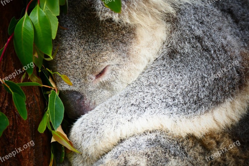 Koala Australia Sleep Animal Tree