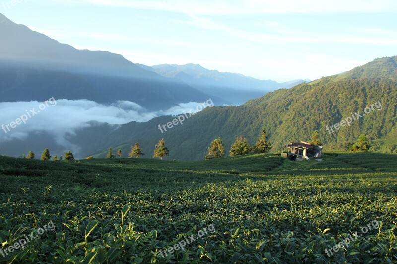 Taiwan Wu World Tea Tree Free Photos