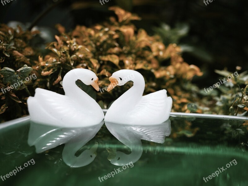 Stilllife Macros Swan Reflection Moody