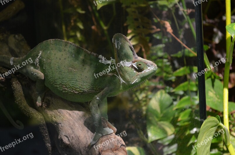 Animal Lizard Wild Nature Reptile