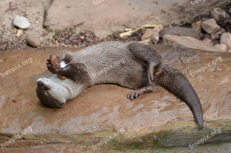 Otter Animal Wild Wildlife Mammal