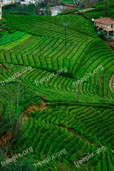 Tea Tea Garden Green Plant Rize