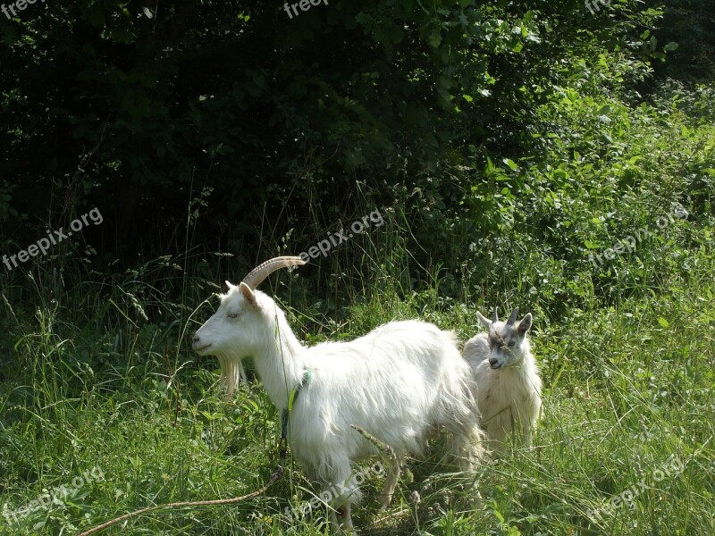 Goat Summer Meadow Nature Animal