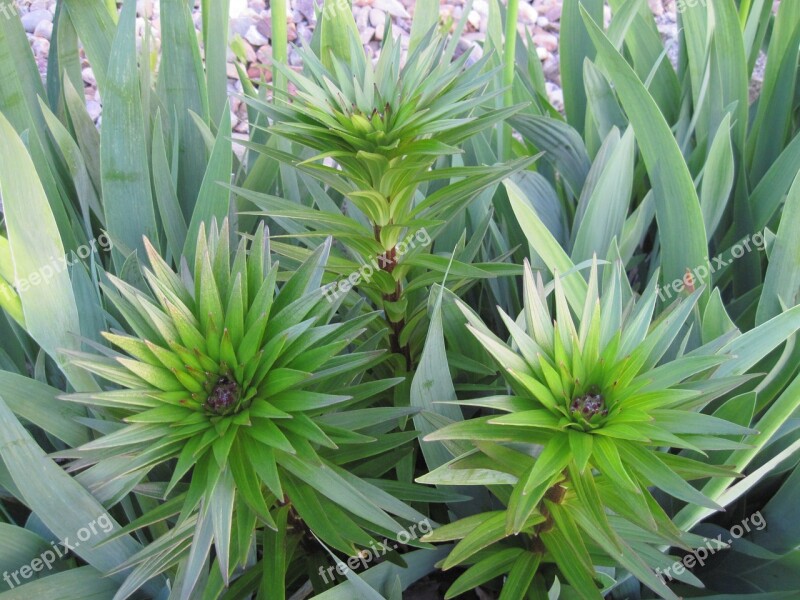 Iris Flowers Floral Plant Bud