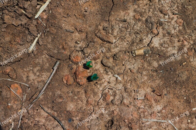 Soil Plant Green Nature The World