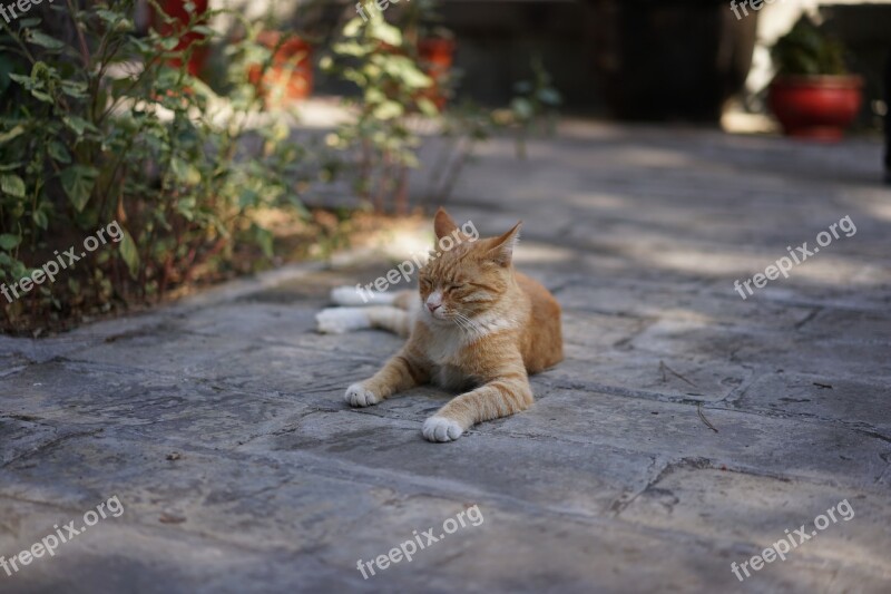 Temple Of The Cat Hardship Rest Free Photos