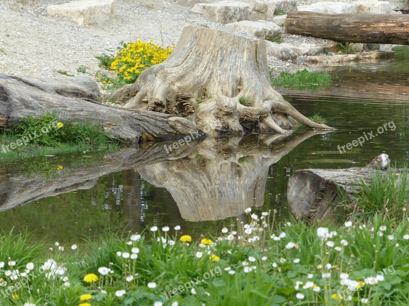 Root Tree Water Mirroring Nature