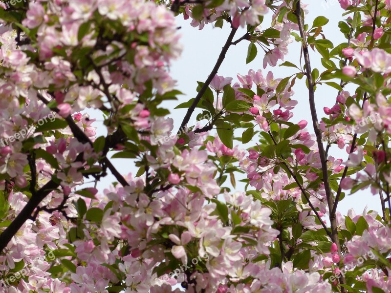 Spring Bud Tree Nature Blossom