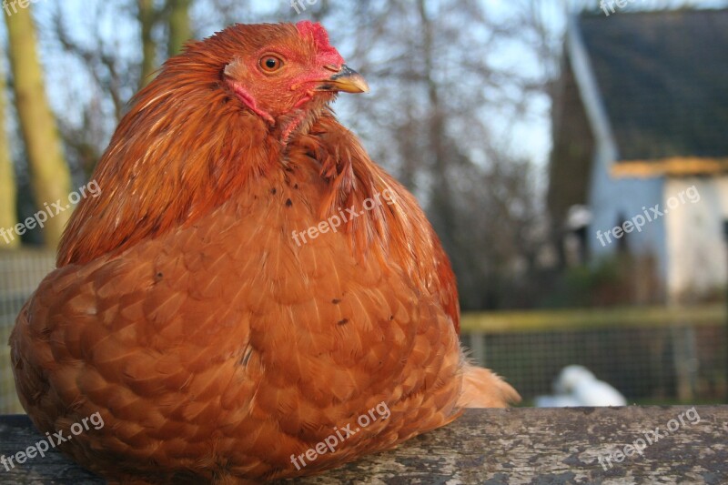 Chicken Petting Red Feathers Bird