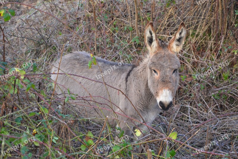 Donkey Equines Pre Long Ears Animals