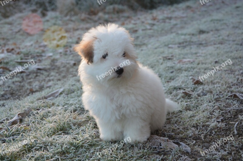 Puppy Cotton Tulear Dog Animal White Fur