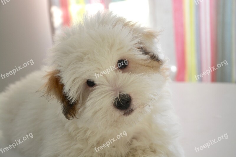 Puppy Dog Cotton Tulear Animal Domestic Free Photos