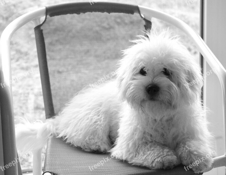 Cotton Tulear Dog Young Cute White