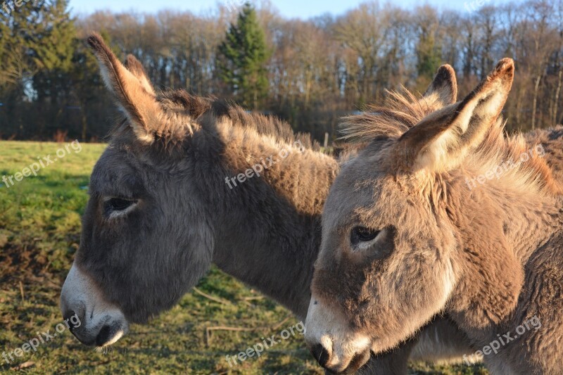 Donkey Domestic Animal Equine Animals Prairie