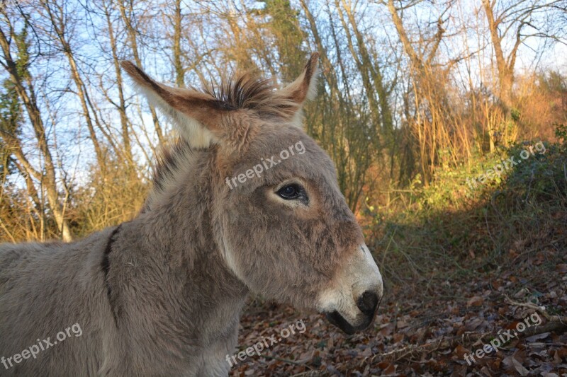 Donkey Prairie Light Equine Animal