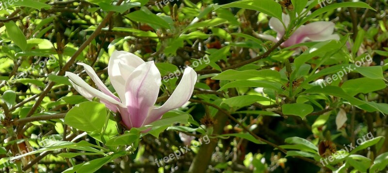 Magnolia Springtime Single Flower Free Photos