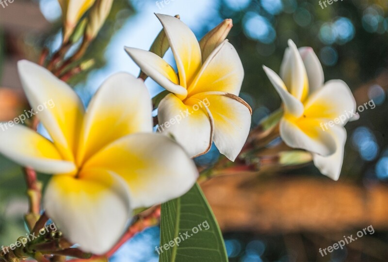 Porcelain Flower Porcelain Flowers White Flower Free Photos