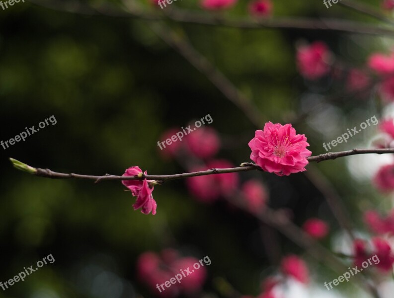 Red Plum Flower Views Free Photos