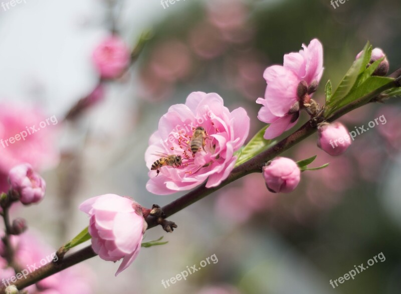 Bee Plum Blossom Collecting Nectar Free Photos