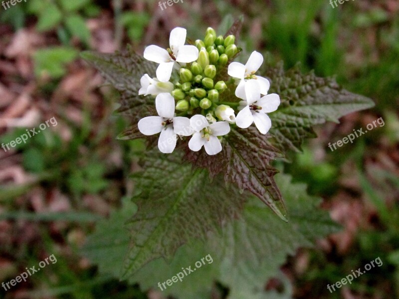 Knoblauchrauke Forest Flower Salad Flower Free Photos