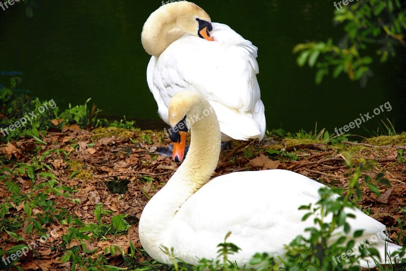 Animals Water Swan Water Bird The Water