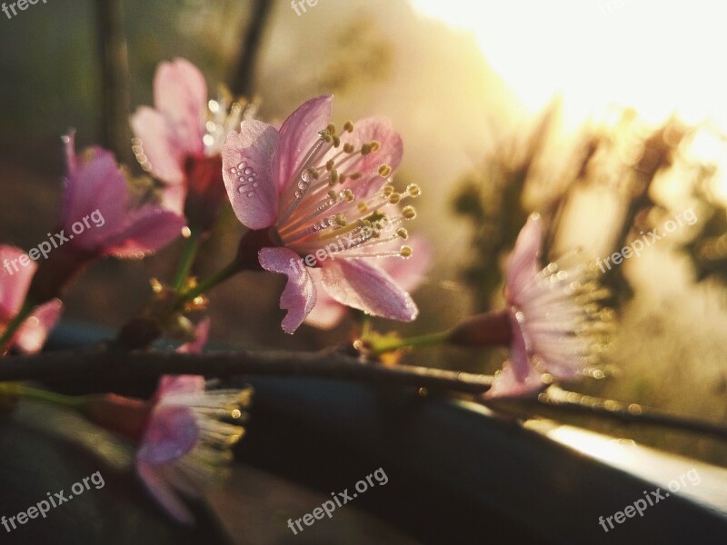 Cherry Blossom Flower Nice Beauty Flowers Bloom