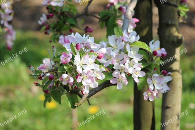 Apple Blossom Bloom Spring Nature