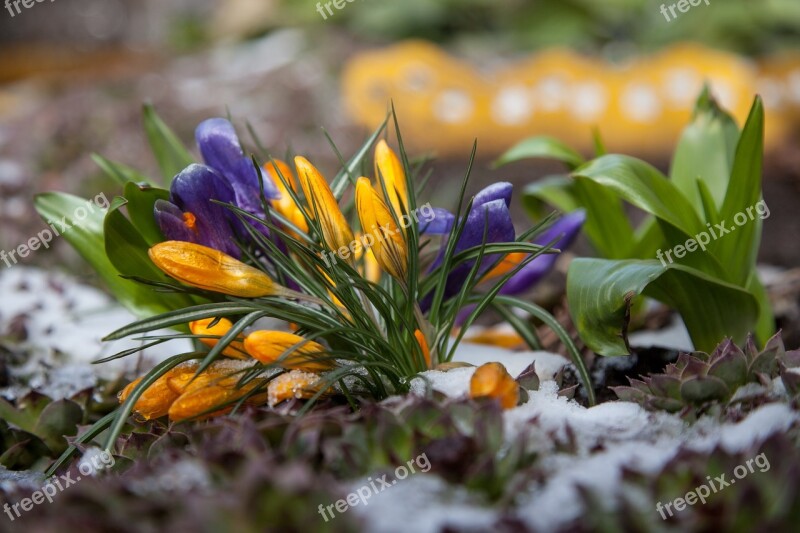 Flowers Crocuses Spring Snow The First Flowers