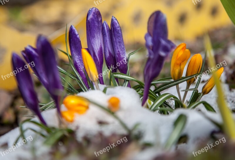 Flowers Crocuses Spring Snow Greens