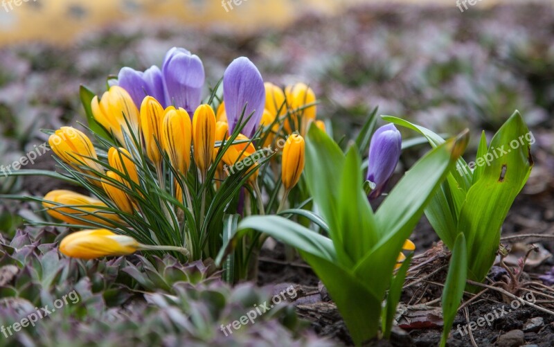 Flowers Crocuses Spring Greens Purple