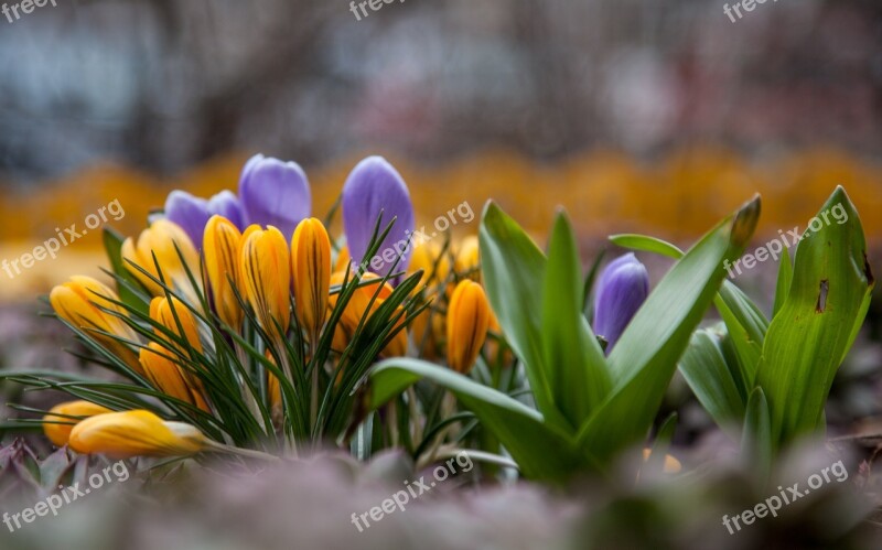 Flowers Crocuses Spring Greens Purple