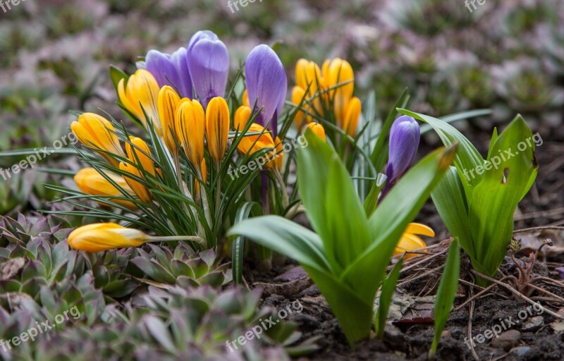 Flowers Crocuses Spring Greens Purple