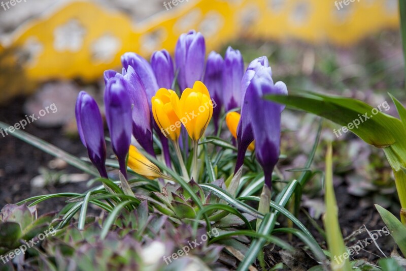 Flowers Crocuses Spring Greens Purple