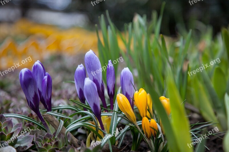 Flowers Crocuses Spring Greens Purple