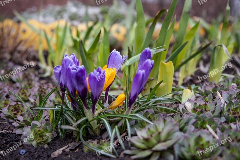 Flowers Crocuses Spring Greens Purple